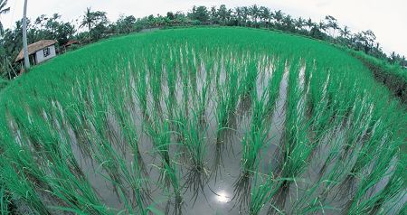 rice fields