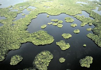 Everglades Florida