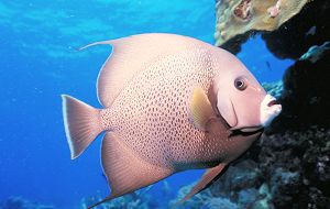 tropical fish bahamas