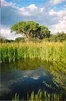 arizona bird watching